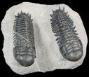 Two Large Crotalocephalina Trilobites - Atchana, Morocco #47327-2